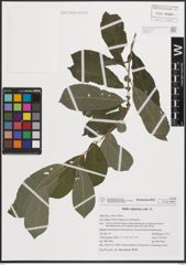 Foto von Salix cinerea L.